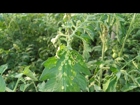 Video: Antracnosi Di Pomodoro