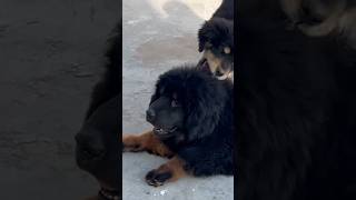 Lion Head Tibetan mastiff Puppies Male and female #viral #viralvideo #puppy #shorts