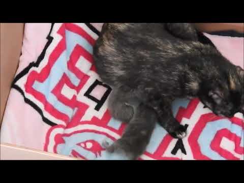 rumble video upload First Morning with Her Babies