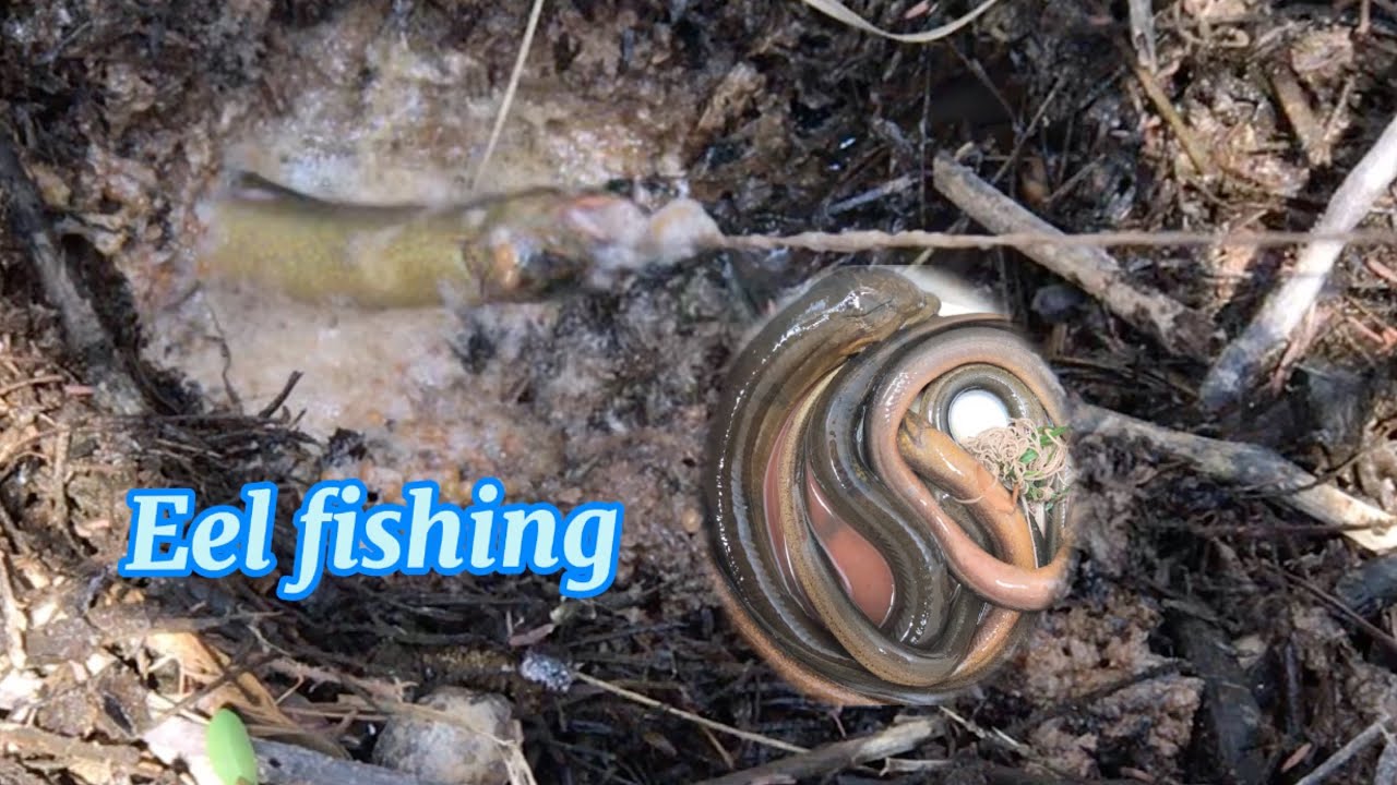 Amazing Eel fishing /BroRin Official