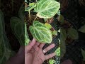 Dorayaki silver Varigata #plants #garden #green #nature #housplants #tanamahias #orchids #aroids#fyp