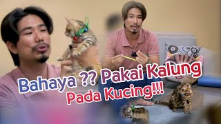 KUCING PAKAI KALUNG BISA JAMURAN DAN BULU RONTOK