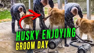 Husky Enjoying the Groom Day as Hair Flies Everywhere