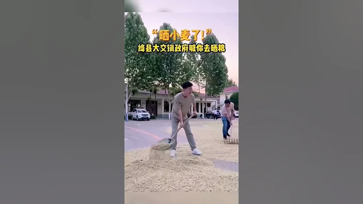 山西運城絳縣大交鎮政府喊你去曬糧！6月12日—23日，山西運城絳縣大交鎮人民政府院內，對外開放晾曬小麥#shorts #山西 #熱點 #熱門 - 天天要聞