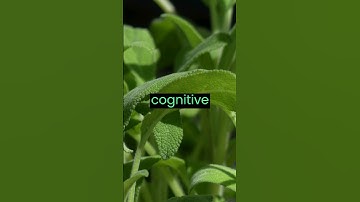 Sage: The Herb That Can Do It All