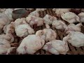 Simple Process of Broiler Poultry Farming