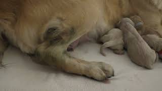 Birth of a Golden Retriever Puppy