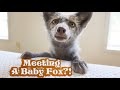 Meeting The New Foxes For The First Time