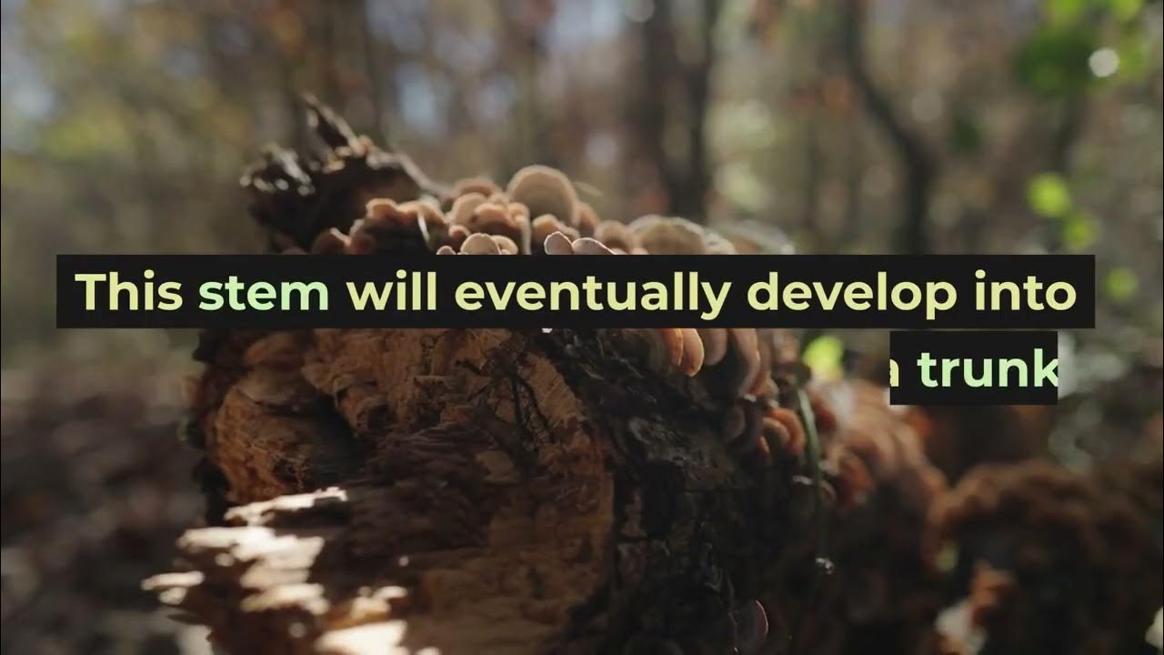 How do trees grow YouTube