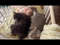 赤ちゃんのベッドを占領する猫達　ノルウェージャンフォレストキャット&amp;ラガマフィン　Cats occupying the baby&#39;s bed