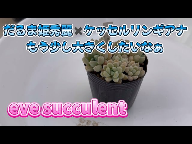 多肉植物】【園芸】だるま姫秀麗✖️ケッセルリンギアナもう少し大きく