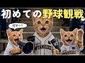 野球観戦に来た猫、全力で楽しみすぎていた!