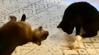 Siamese Mix Cats Play At Night and One Squeaks!