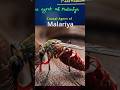 मच्छर को मलेरिया क्यों नहीं होता है #shortsfeed #shorts #biology #maleria