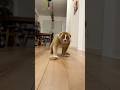 走るスローロリスのデリバー