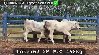 4 Leilao P O A Campo Imperio Leiloes Lote 62