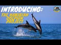 Introducing the namibian dolphin project what we do and how you can get involved