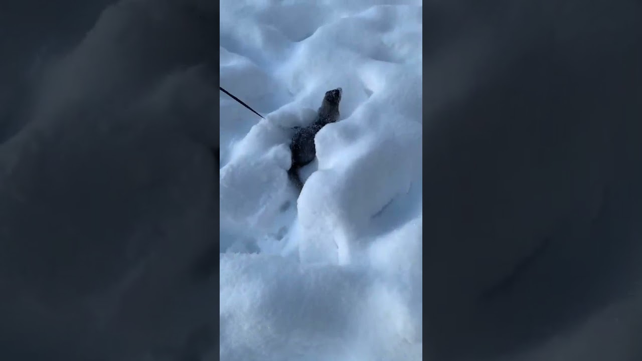 Cute American mink is playing in the snow!