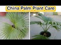 China Palm Care and Growing Tips  🌴 || China Palm Summer Care