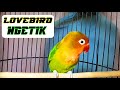 Pancingan LOVEBIRD NGETIK - NGETIK Cerrr...!!!