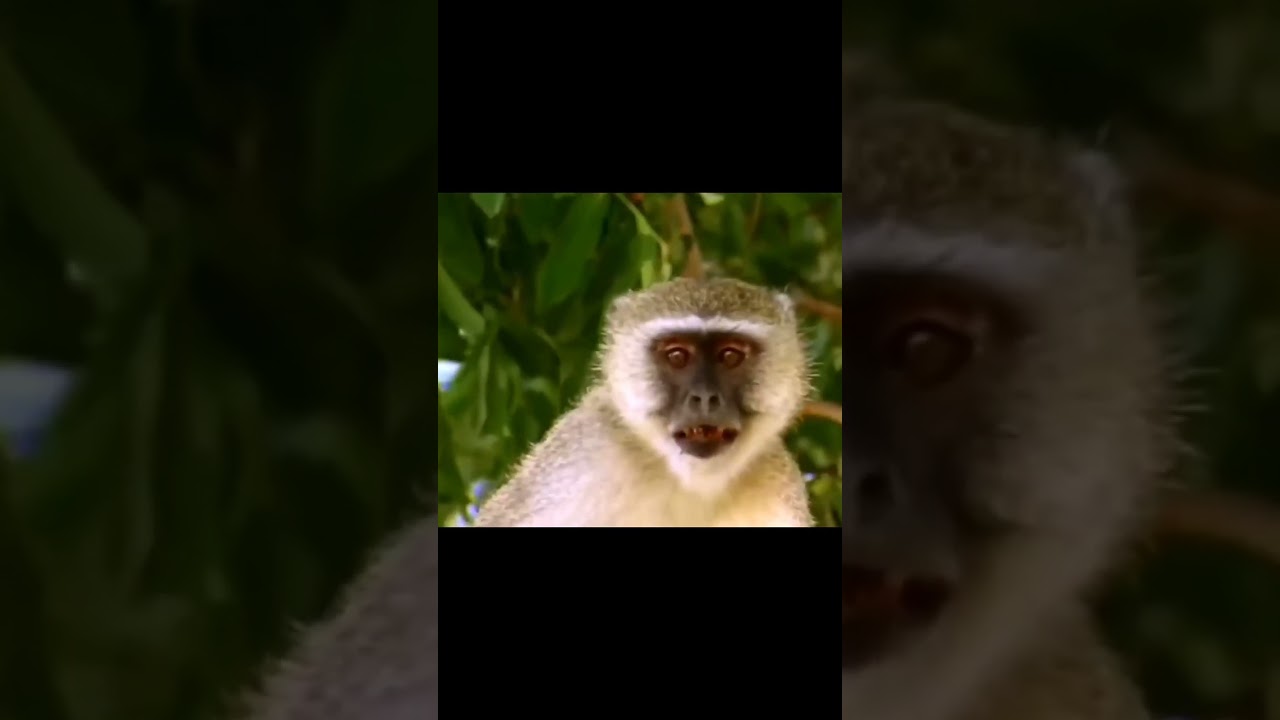 African Wild Dogs Attack Leopard 