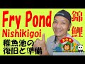 錦鯉　稚魚池の準備 Nishikigoi "Preparations for fry pond".