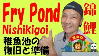 錦鯉　稚魚池の準備 Nishikigoi "Preparations for fry pond".