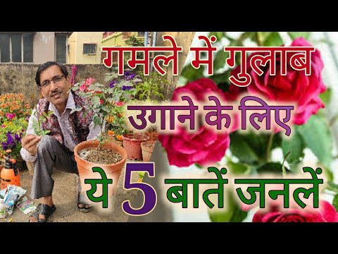 वीडियो: एक कारण के लिए गुलाब के पौधे लगाने के बारे में जानें