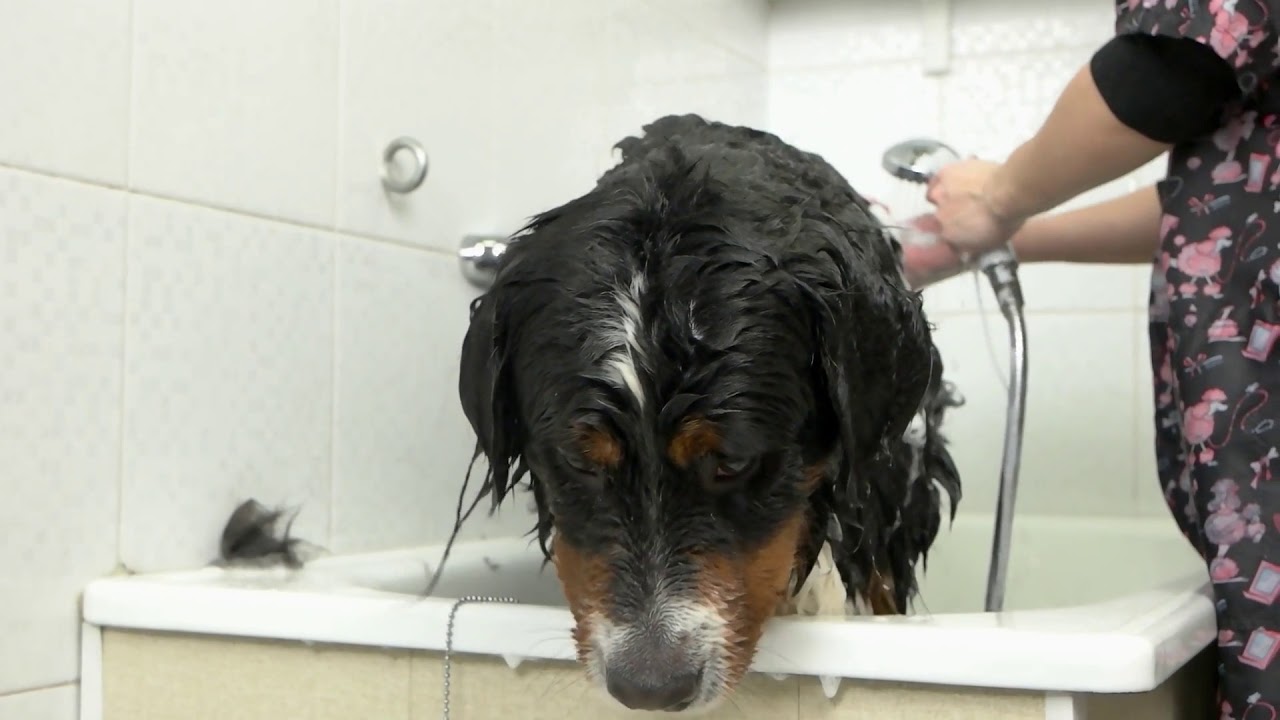 dog being bathed slow motion bernese mountain dog bathroom YouTube