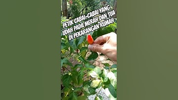 metik cabe yang udah merah dan tua di pekarangan rumah kita #cabai #youtubeshorts #gaestv