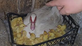 Столько утят я под уткой не видел уже очень давно😱😍! Что с крольчатами? 