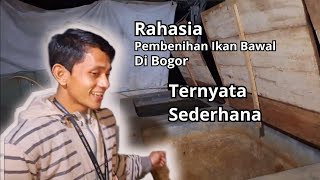 Pembenihan Ikan Bawal Air Tawar di Bogor. Rahasia memijahkan ikan bawal