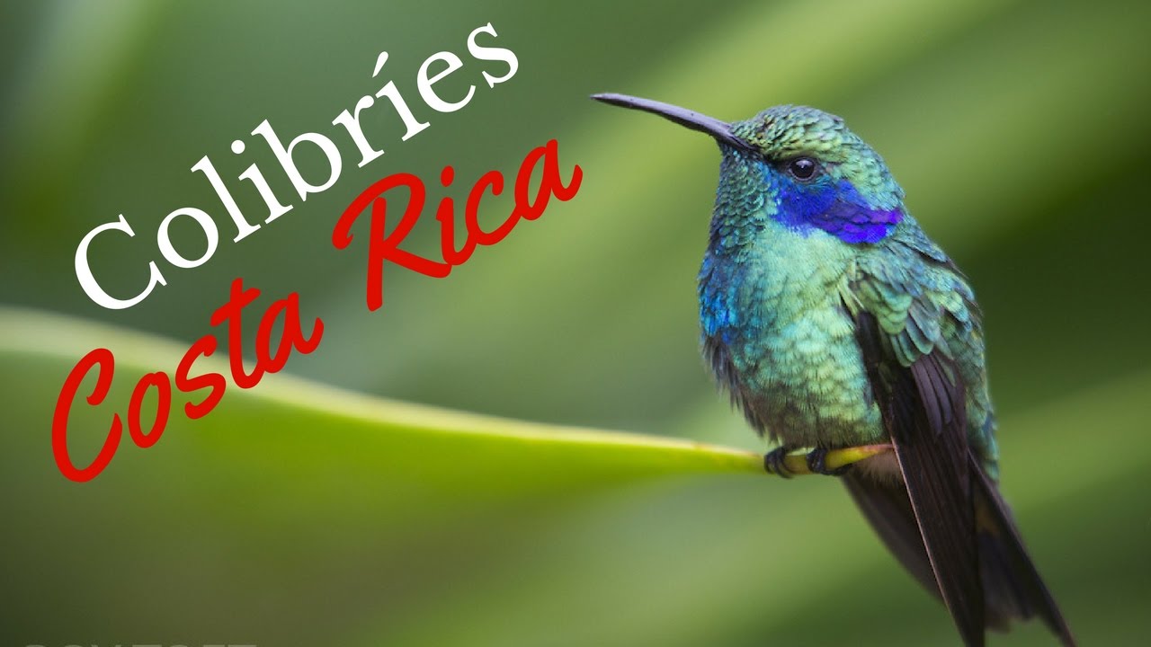 Colibríes Costa Rica - YouTube