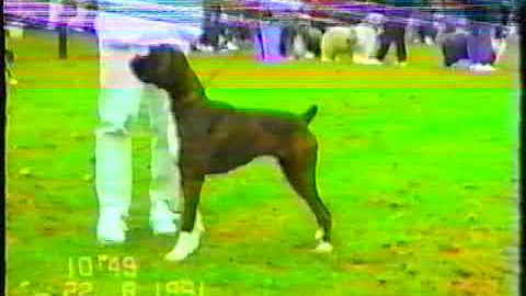 SKC CH show 1991 Judge Sam Pascoe