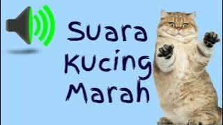 Suara Kucing Marah