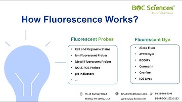 How Fluorescence Works: The Science Behind Fluorescent Probes & Dyes – BOC Sciences