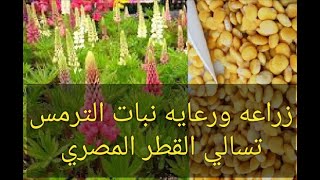 زراعه ورعايه الترمس اشهر انواع التسالي في القطر المصري