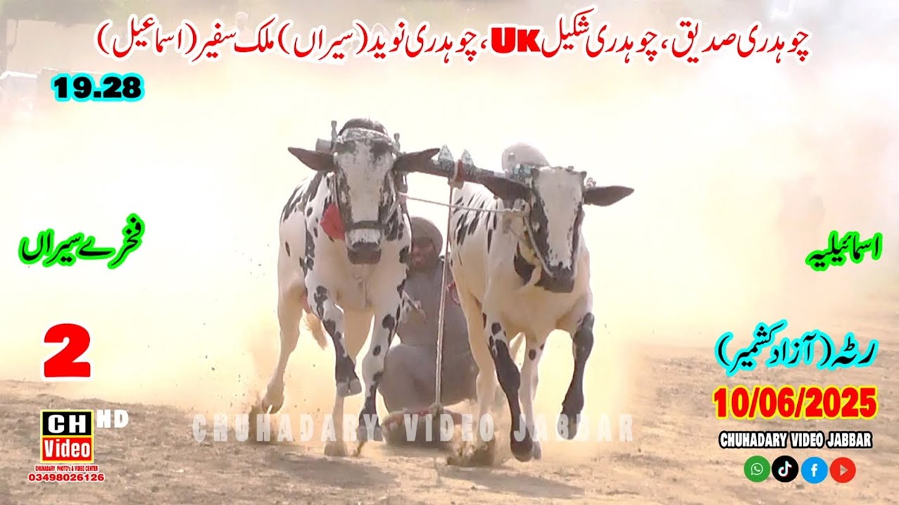 Ratta Azad Kashmir bull race New bull race in Kashmir // Mirza pothwar vlogs