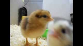 Irchester Chicks Have Hatched