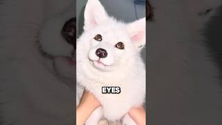 An arctic fox acting affectionately. #animal #cute #fox An arctic fox acting affectionately. #animal #cute #fox