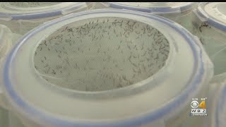4th Person Dies From EEE In Mass.; 11th Human Case Confirmed