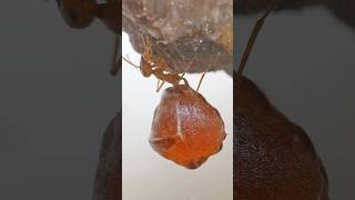 This Ant has the WORST life...