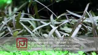 Layout 94 by Tropica