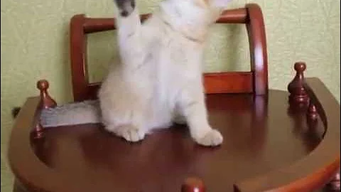 Video 9334881: british golden kitten, female british