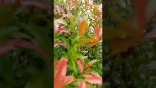 Aseman Genus Syzygium