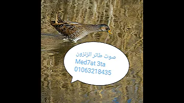 صوت طائر الزنزون حصري 2021 