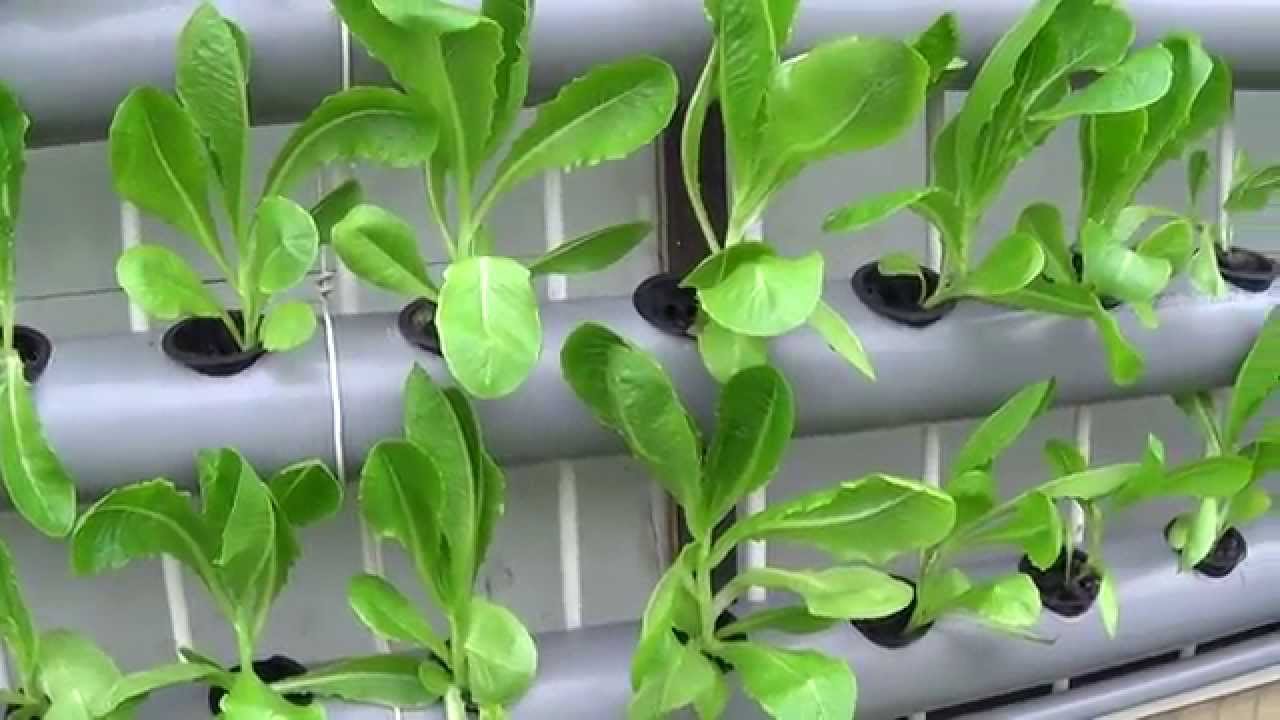 蘭花 介質半水耕101 發泡煉石半水耕 蘭花 介質半水耕101 發泡煉石半水耕