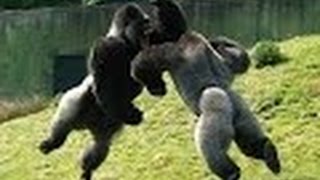 GORILLA FIGHT WITHIN THE ZOO