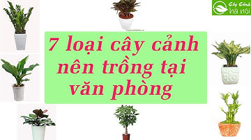 7 Loại cây cảnh nên trồng tại văn phòng làm việc