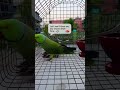 AI video generate #parrot #lifeisbutadream #birds #cute #greenparrot #trending #shorts #viral